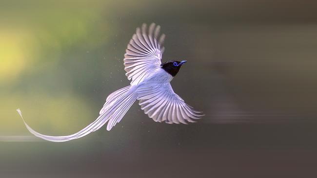 Indian Paradise Flycatcher. Picture: Supplied/World of Birds