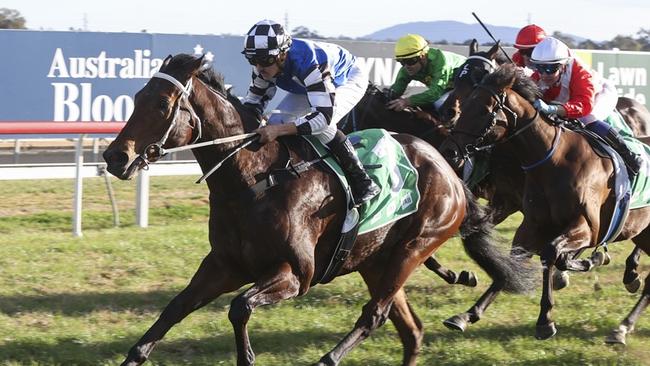 Satay Chicken can add to his outstanding home track record at Tamworth on Friday. Picture: Bradley Photos