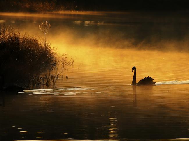 The sun breaks through a low level fog in Centennial Park in Sydney. Picture: John Grainger