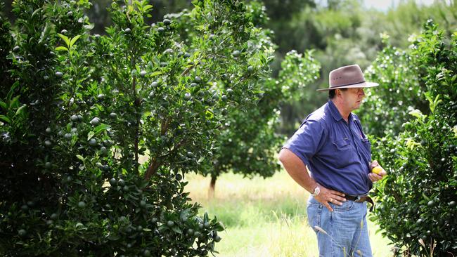 Citrus farmer Craig Pressler inspects his crops. Photo Adam Armstrong.