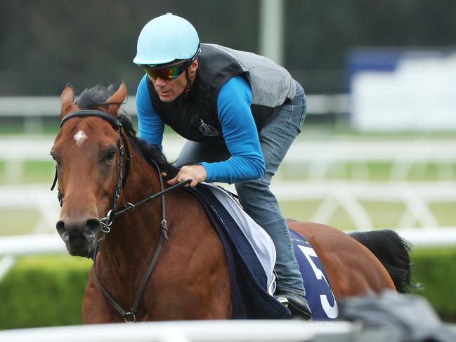 Unbeaten French galloper, Lazzat, breezes through work at Canterbury. Picture: Rohan Kelly.