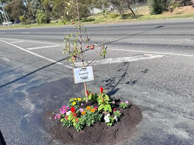 Residents planted a garden in a major pothole in Wallan to draw attention to the broken Mitchell Shire road network. Picture: Facebook