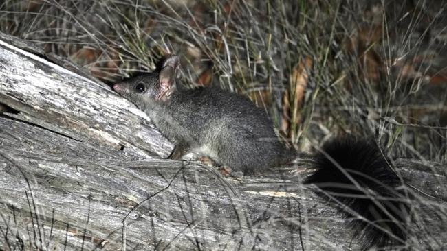 A brush-tailed phascogale was spotted in the proposed development site on May 3, 2024. Picture: Save Woogaroo Forest