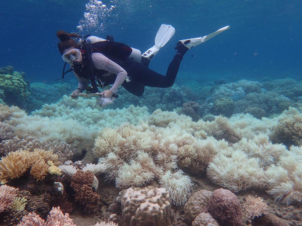 UNESCO has moved to list the Great Barrier Reef as ‘in danger’, citing ‘insufficient progress’ from Australia on climate change. Picture: Greg Torda / AAP