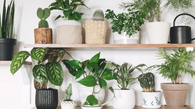 News.com.au can confirm every day is pot plant day at Bunnings as the hardware store doesn’t have a dedicated month. Picture: Bunnings