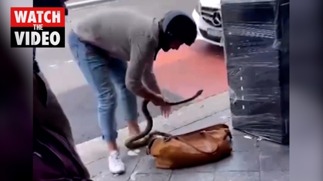 Man retrieves python from Paddington bin