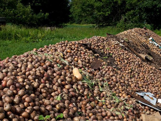 Food waste on a compost pile.