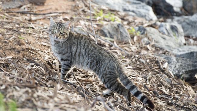 Cats would be banned from wildlife zones under the proposal.