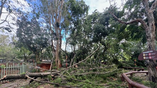 More than 50 trees were completely uprooted Picture: Supplied.