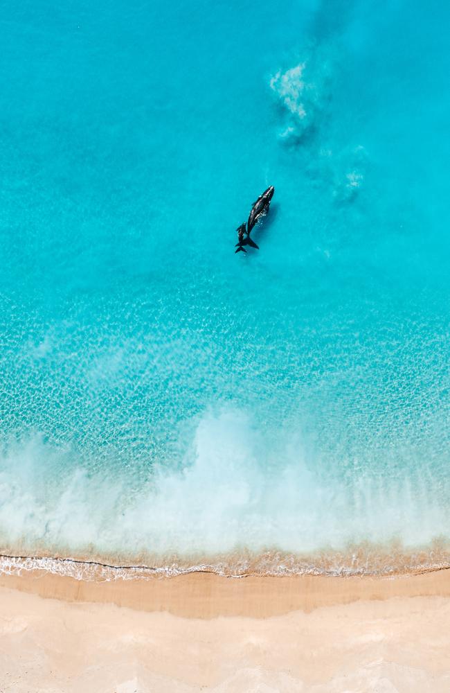 Whales investigate the shoreline at Shoalhaven Beach. Picture: Joshua Burkinshaw