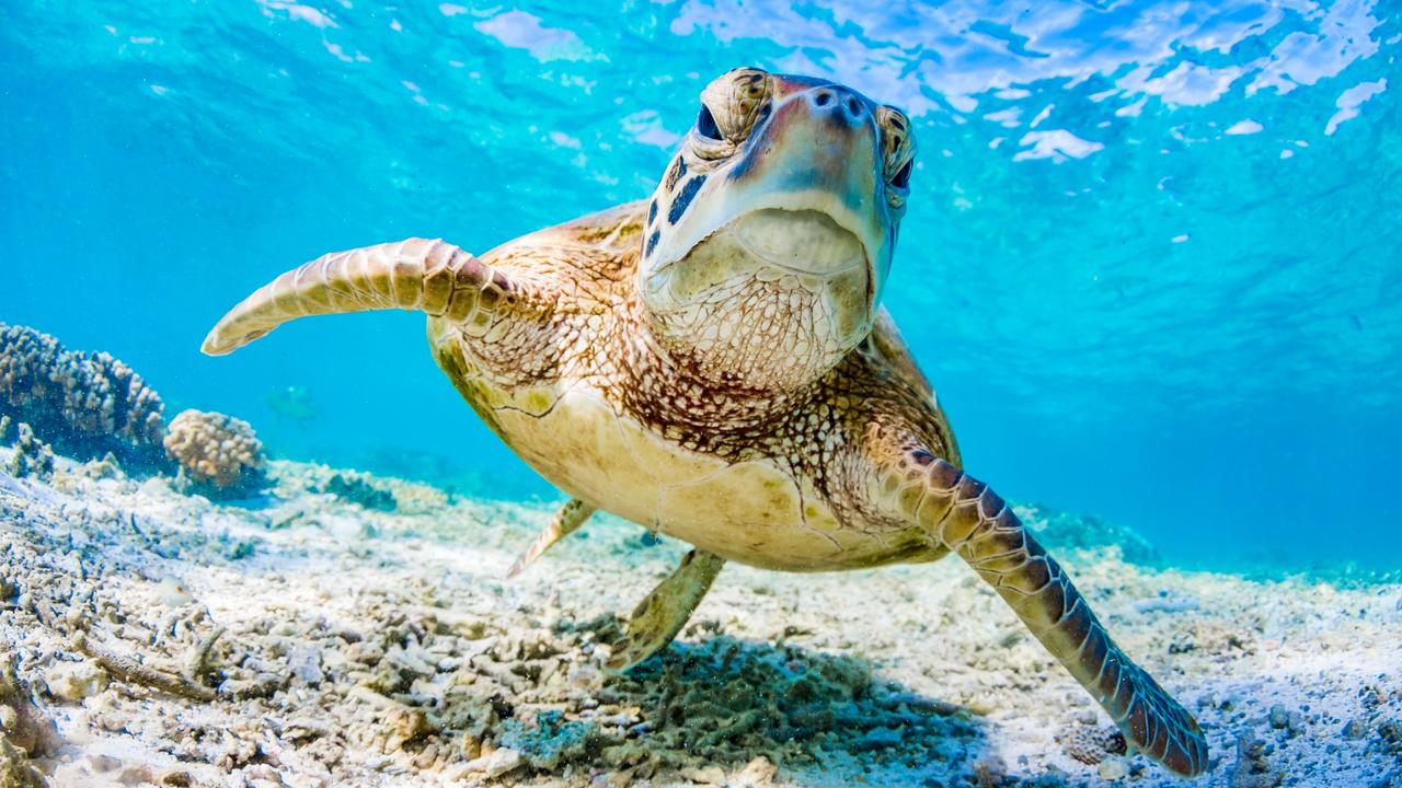 A green sea turtle. There are seven species of sea turtles around the world and all are at least threatened. Green sea turtles and loggerhead turtles are endangered. Picture: iStock