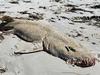 Dozens of sea creatures found dead on beach