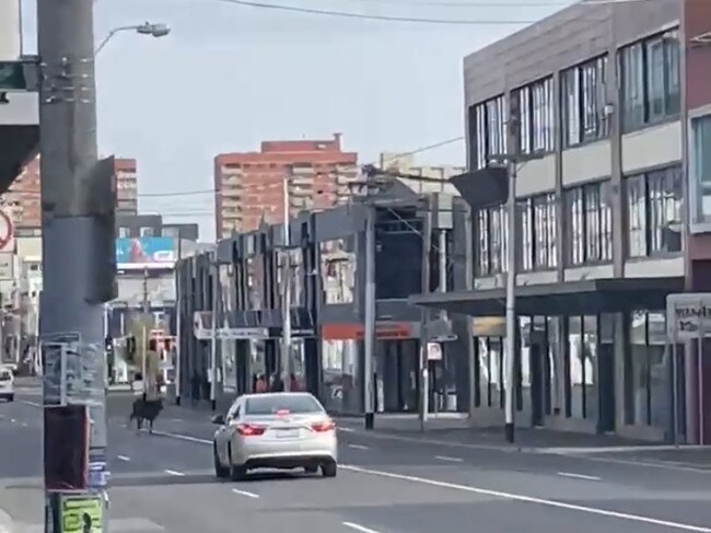 The deer stops traffic as it runs across a Fitzroy street. Picture: Twitter/@charliecross24