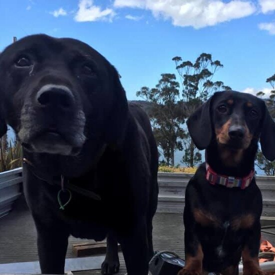 Tassie's Pawfect Pairs | Noelene Spencer: Hector and Luna
