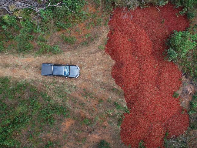 Drone’s eye view of strawberries dumped at Elimbah north of Brisbane