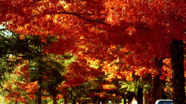 Bright’s trees are a major draw for autumn tourists.