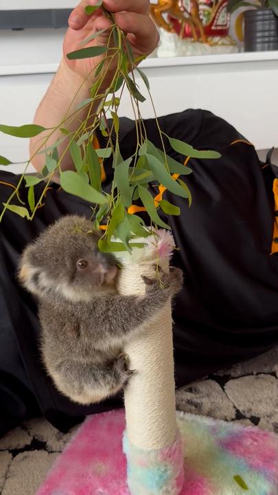 Adorable baby koala makes its first attempt at climbing