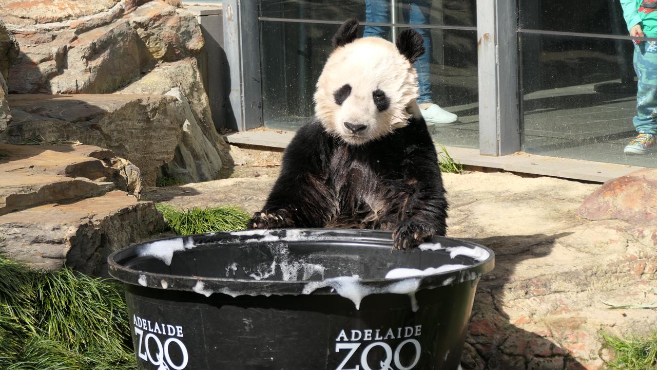 Wang Wang is treated to a fruit-scented bubble bath for his 18th birthday. Picture: Adelaide Zoo