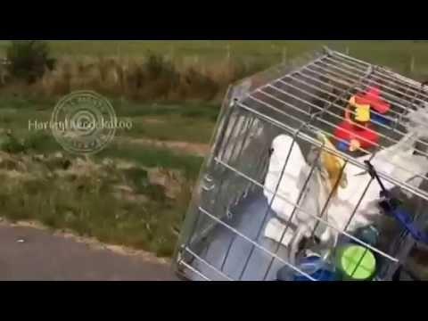 ANIMALS:    Cockatoo Loves Cycling With Dad   September 03