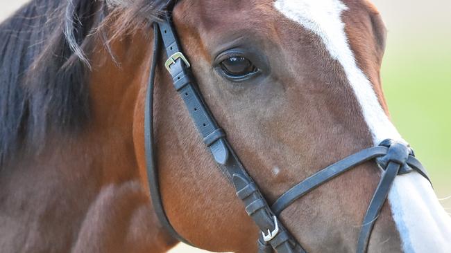 Anthony Van Dyck is Melbourne Cup favourite. Picture: Getty Images