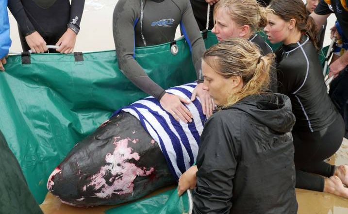 Rescuers try to help a pygmy sperm whale and her calf at Gallows Beach this evening. . Picture: Frank Redward