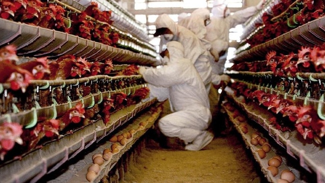 South Korean health officials wear protective suits while collecting chickens that have died of bird flu from a chicken farm.