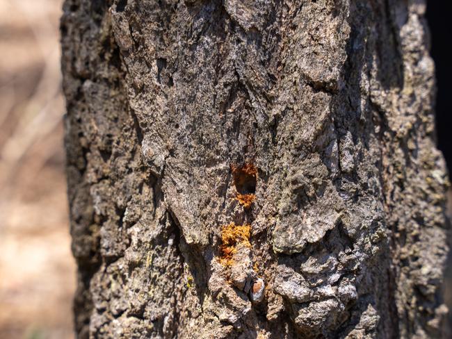 The Fraser Coast Regional Council is investigating a mass tree poisoning at Point Vernon.