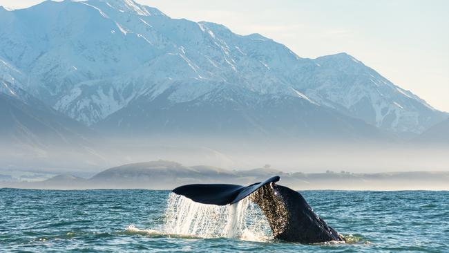 Kaikoura on the east coast of the South Island is a whale-watching hub.