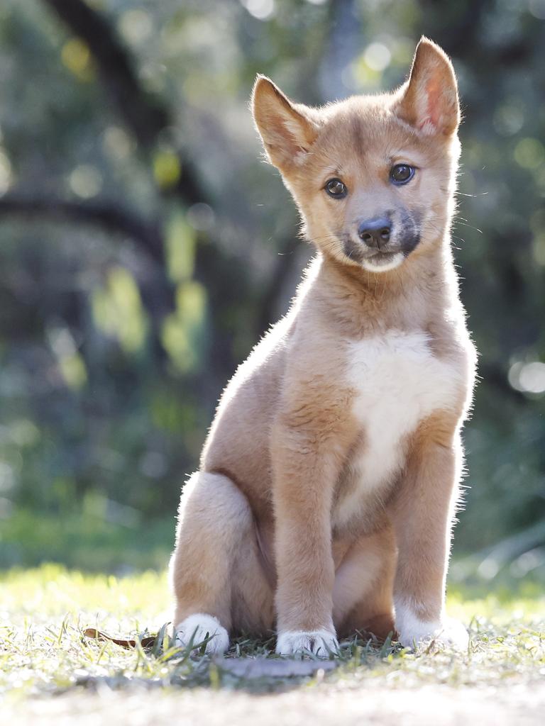 Dingo pup Bandit.