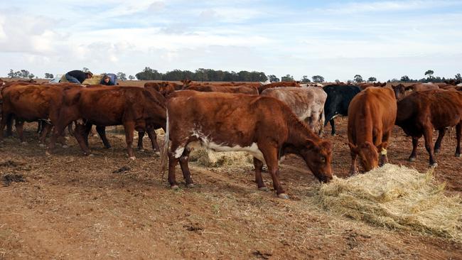 Individual farmers have been paying thousands of dollars each week to keep their cattle fed.