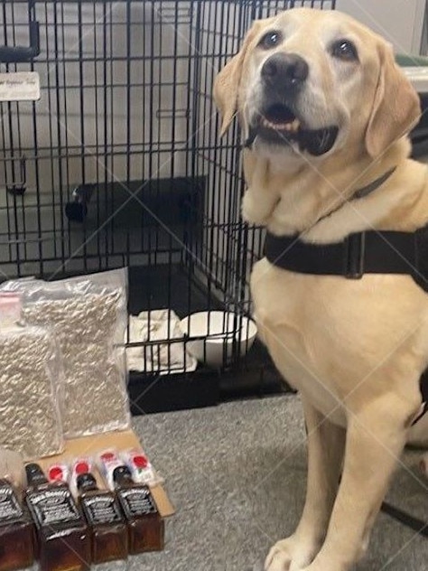 Detection Dog 'Rafa' with the stash of drugs and alcohol allegedly found in a man’s luggage.