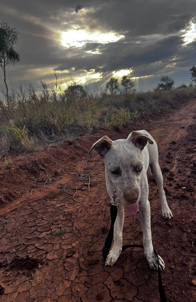 Hughie the dog, who was found under the picnic shelter at the White Mountains National Park rest stop.