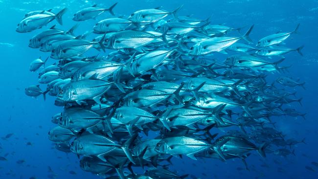 What you find underwater when snorkeling in Raja Ampat in Indonesia's West Papua province.