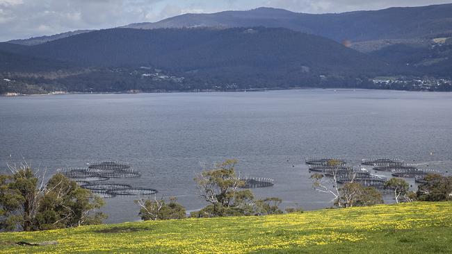 Salmon farming pens near Tinderbox in North-West Bay. Picture: LUKE BOWDEN