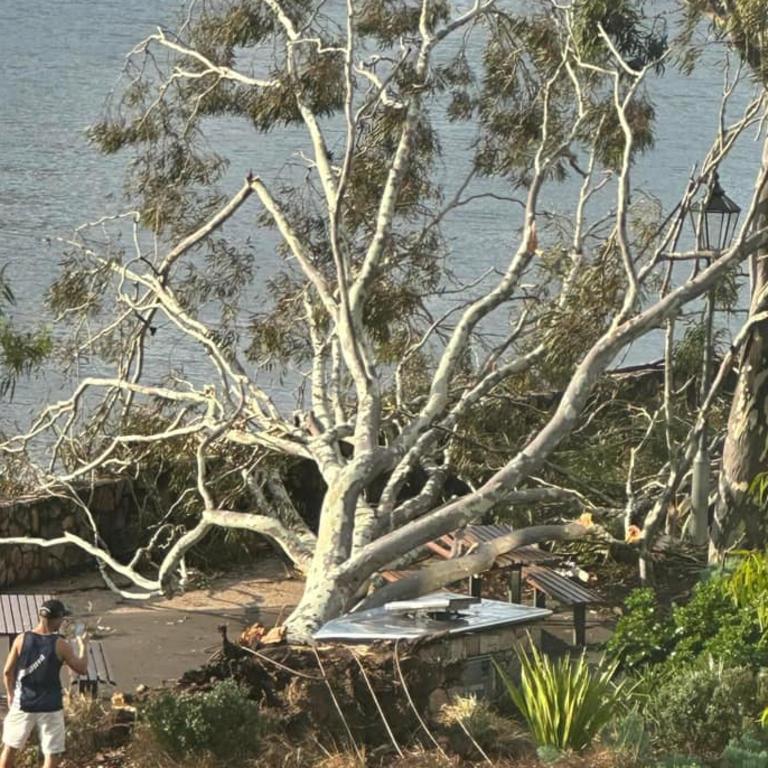 A gum tree has been brought down by the storm at the bottom of Kangaroo Point cliffs. Picture: Morgan De Bruno Austin