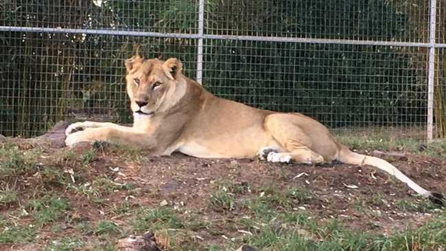 A lioness at the Darling Downs Zoo. Picture: Contributed