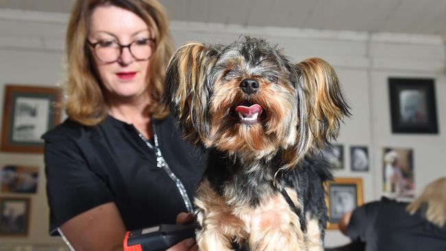 Bear enjoys being groomed. Picture: Josie Hayden