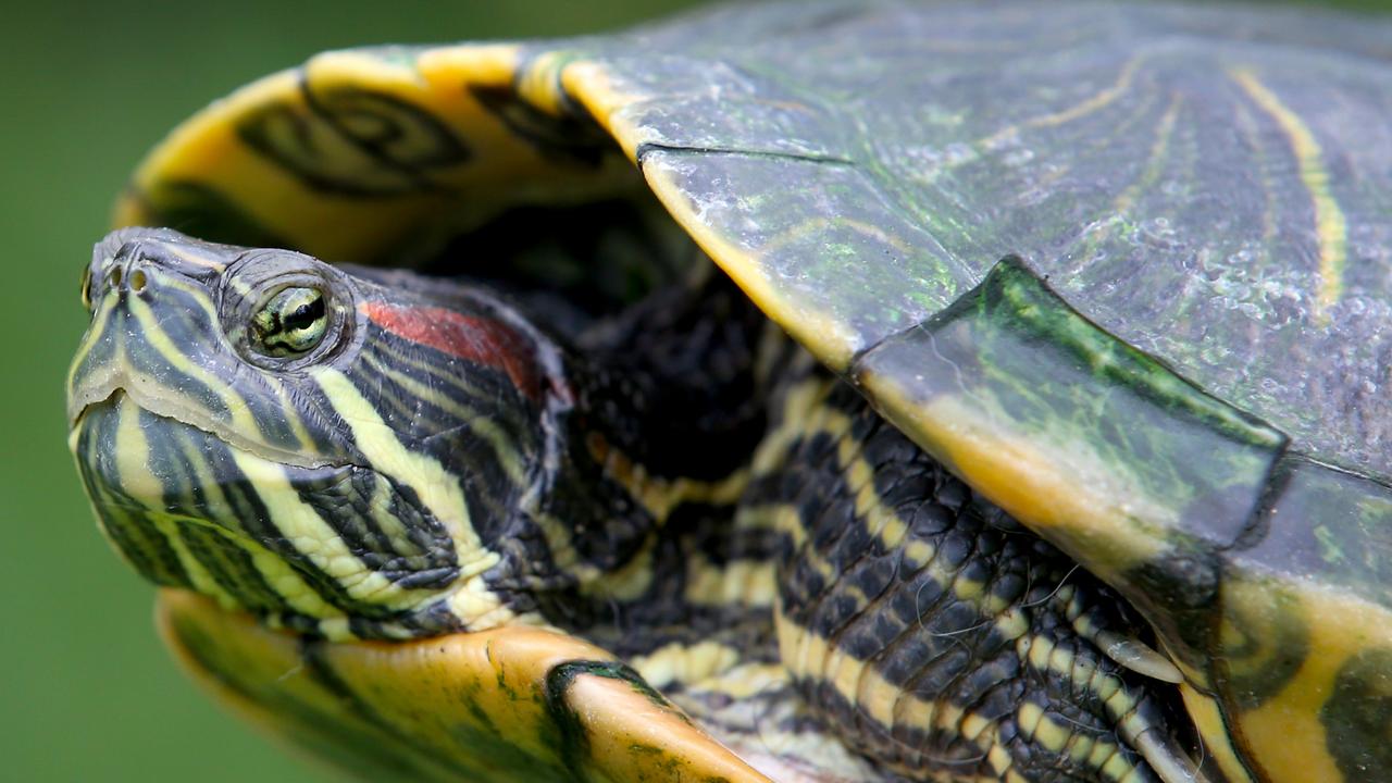 Sniffer dogs specially trained to hunt down red-eared slider turtle ...