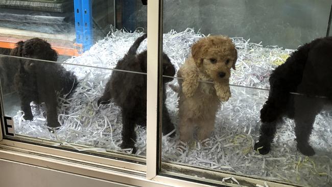 Four labradoodles inside an enclosure at Carrum Downs' Passion for Pets shop. Picture: Frankston Council