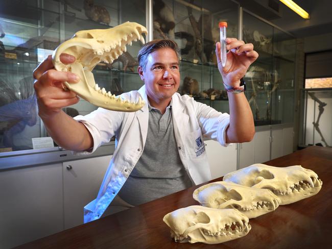 Professor Andrew Pask is launching a project to bring the Tassie Tiger back to life. Involves the surrogate uterus of another animal. Professor Pask holds a skull of a Tasmanian tiger and a test tube containing DNA.                      Picture: David Caird