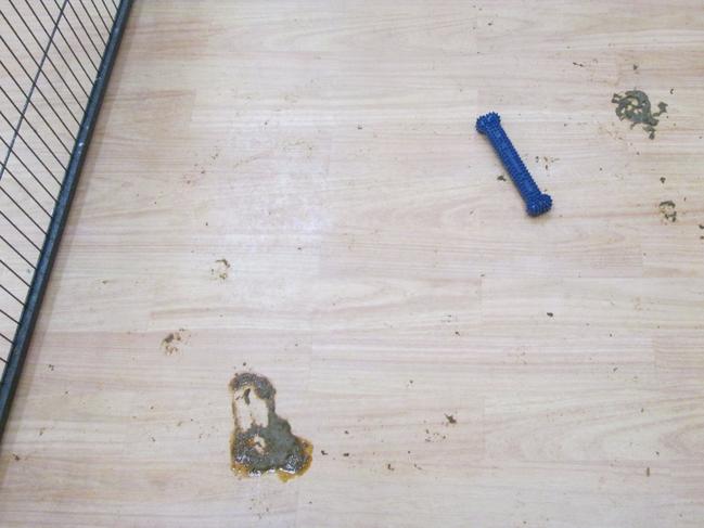 Faeces on the floor inside a cage at Carrum Downs' Passion for Pets shop. Picture: Frankston Council