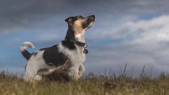 Dogs can be scared of storms as they perceive them to be threatening.