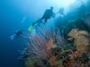 The Far Northern Reefs of the Great Barrier Reef are still in excellent condition.