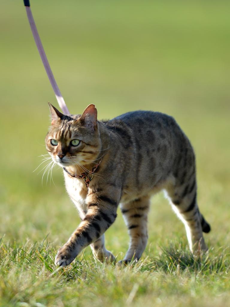 ‘Get me off this leash’: Cats have been contacted for comment. Picture: Kris Reichl.