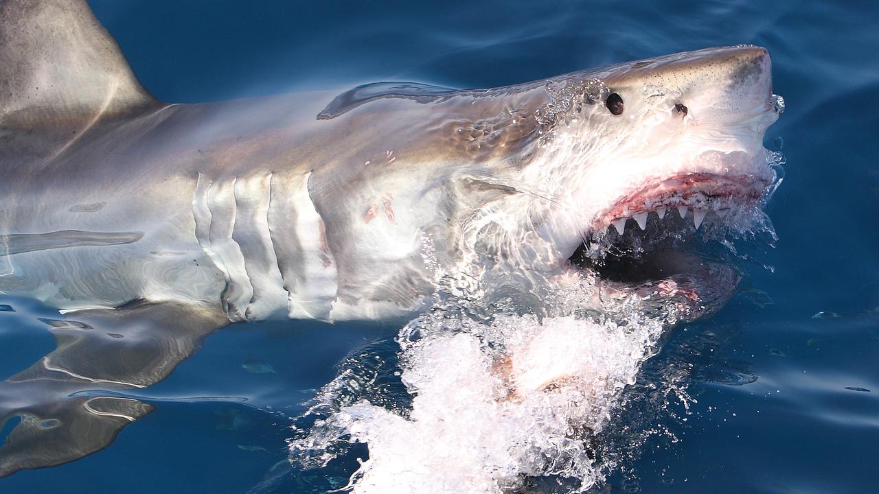 Shark attacks are being rebranded ‘negative encounters’ or ‘interactions’. Picture: iStock