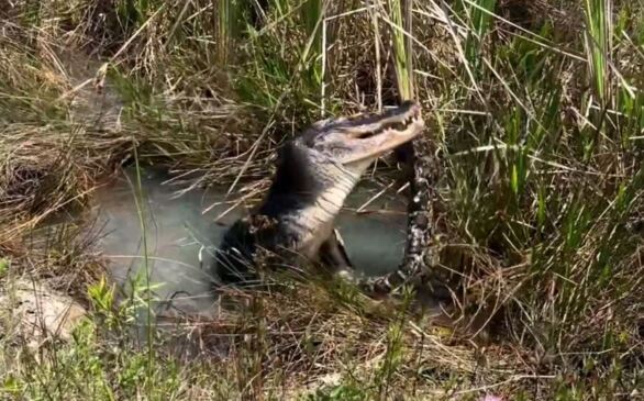 Video shows Florida alligator body slam, eat large python in Everglades ...