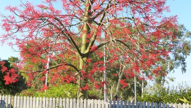 Illawarra flame trees can take up to 20 years to flower.