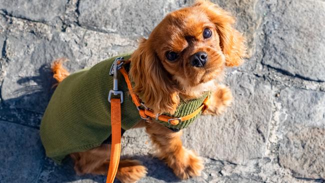 Coats can cause skin irritations and may not be needed for many breeds.