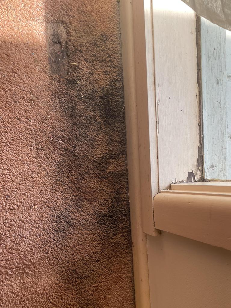 Mould was growing on the carpet. Picture: Supplied