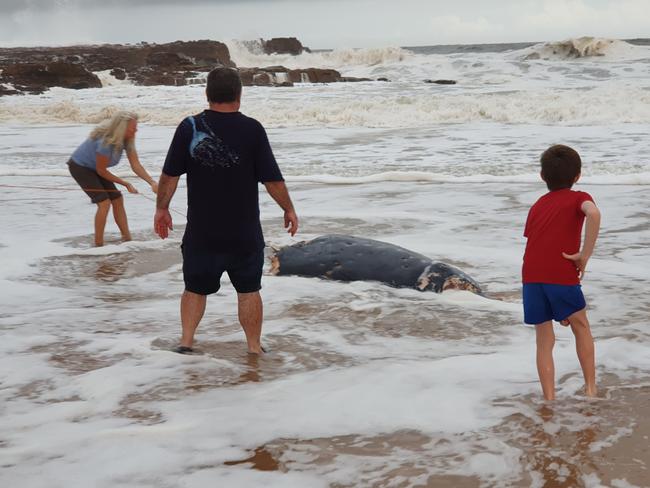 Ronny Ling, from the Central Coast Dolphin Project, helps retrieve the animal from the shore. Picture: Fiona Killman